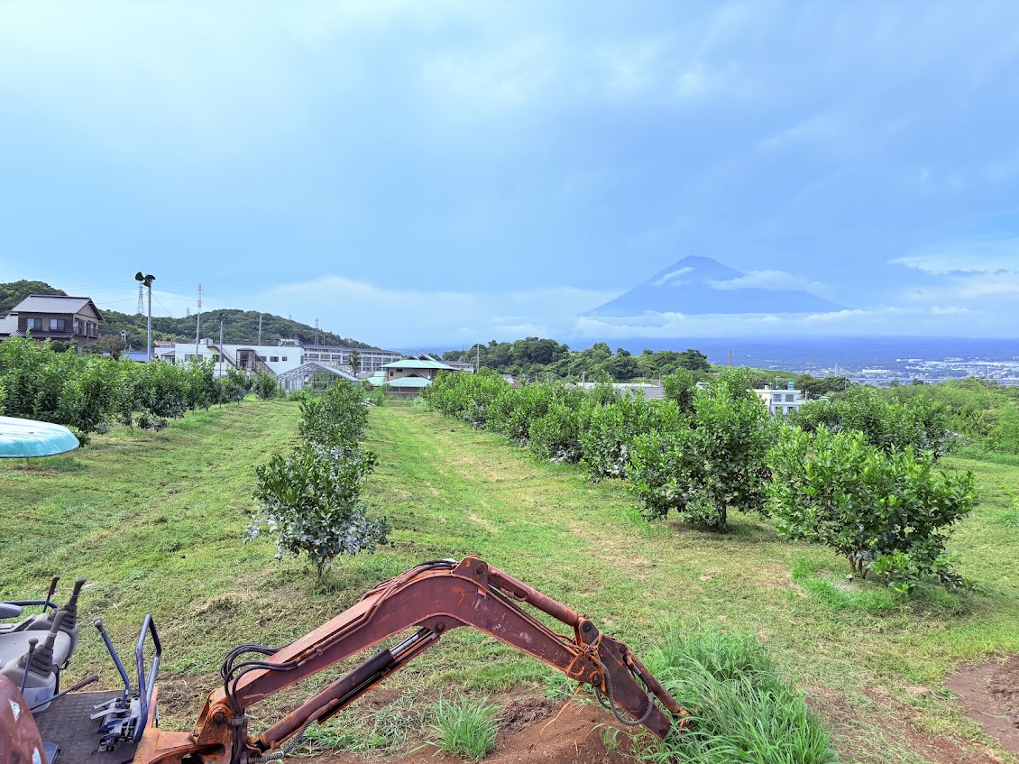 富士山の見えるレモン農園